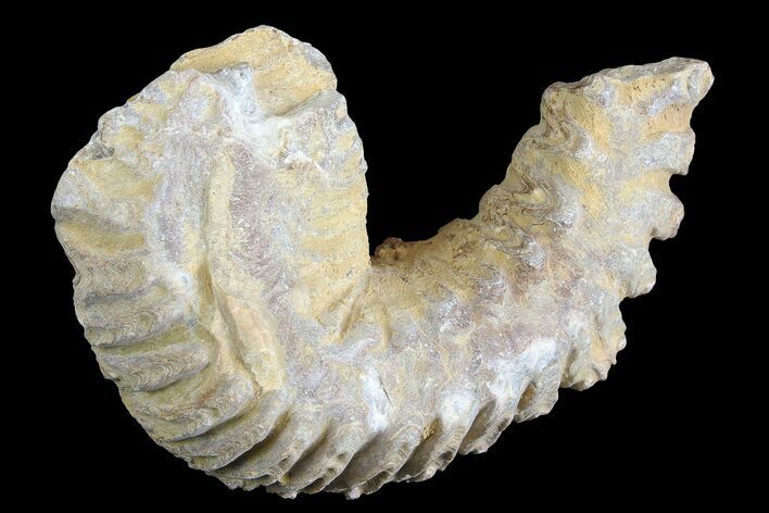 Cretaceous Fossil Oyster (Rastellum) - Madagascar #177618
